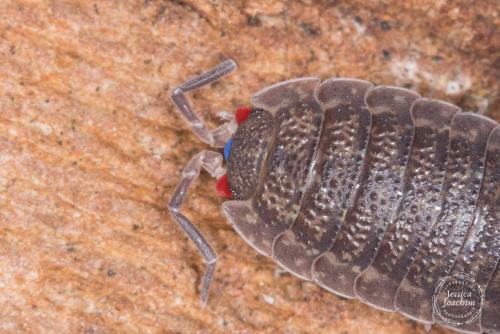 Porcellio scaber